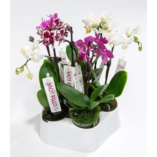 Орхидея Фаленопсис мини 1 стебель ø15 h15 см