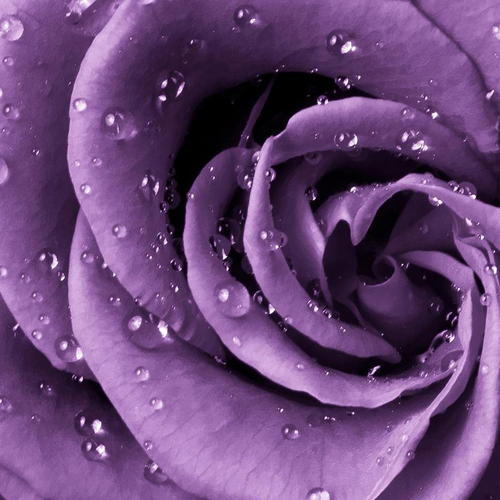 Фотообои флизелиновые «Роза фиолетовая» 200х238 см
