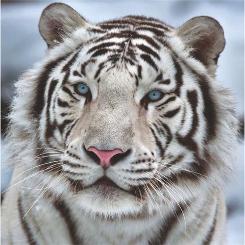 Фотообои бумажные «Бенгальский тигр» 139х139 cм