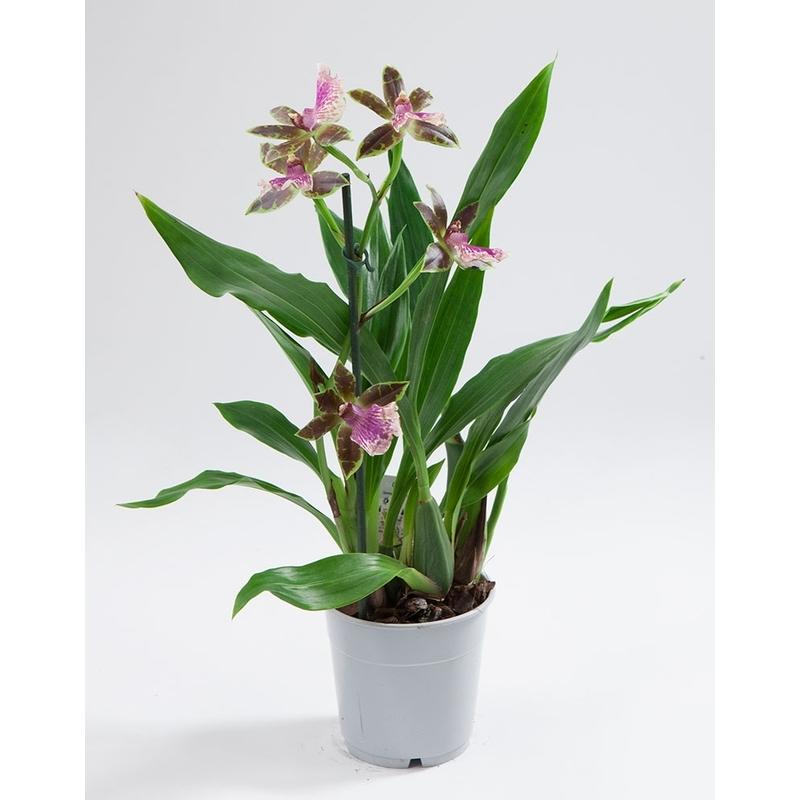 Орхидея Зигопеталум ø12 h50 см
