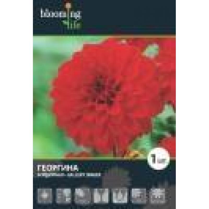 Георгина «Геллери Сингер I»