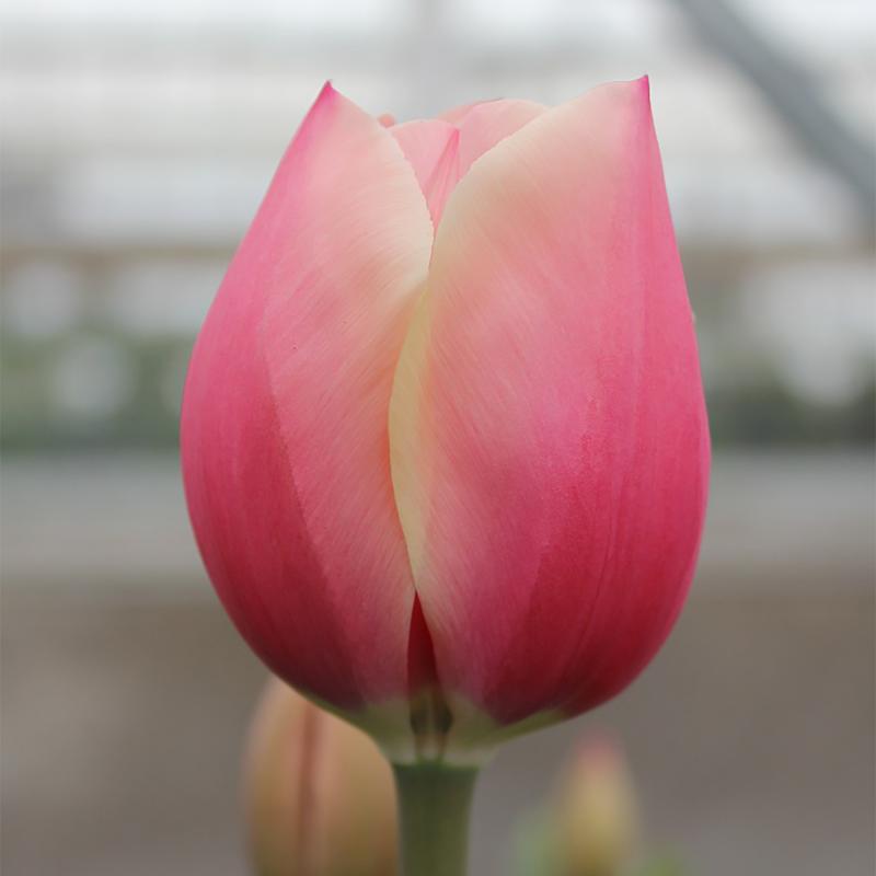 Тюльпан «Рашен Принцесc», 12 см