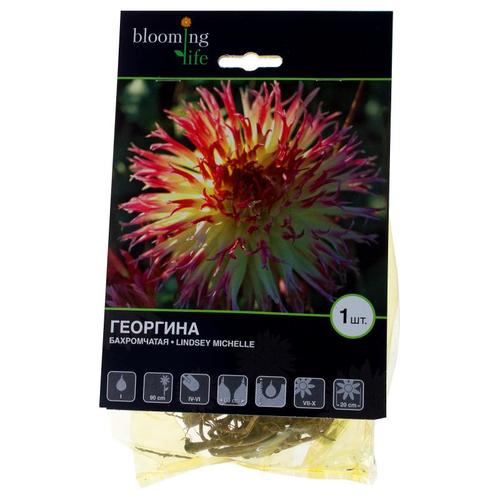 Георгина «Линдси Мишель I»