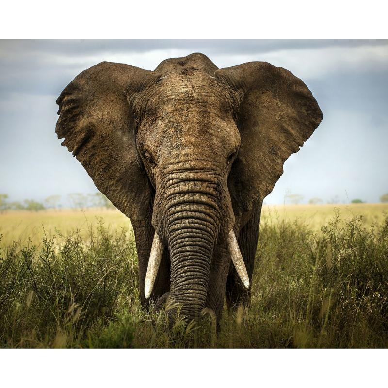 Картина на холсте «Слон» 40х50 см