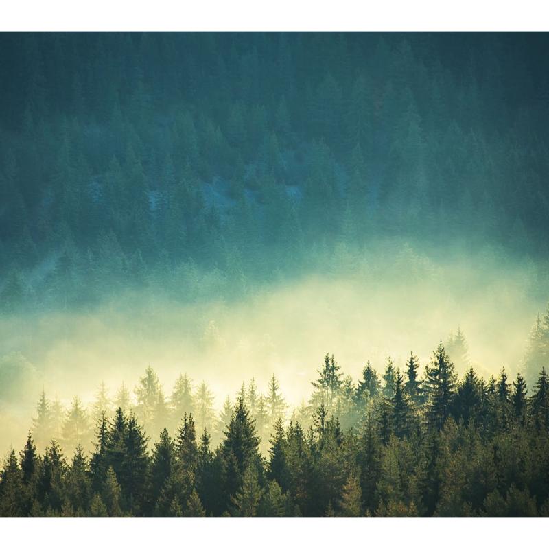 Картина на стекле 30х30 см «Мистический лес»