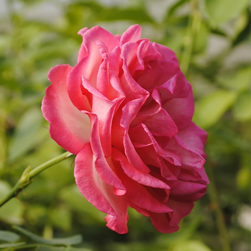 Розы плетистые «Рина Херхолдт»