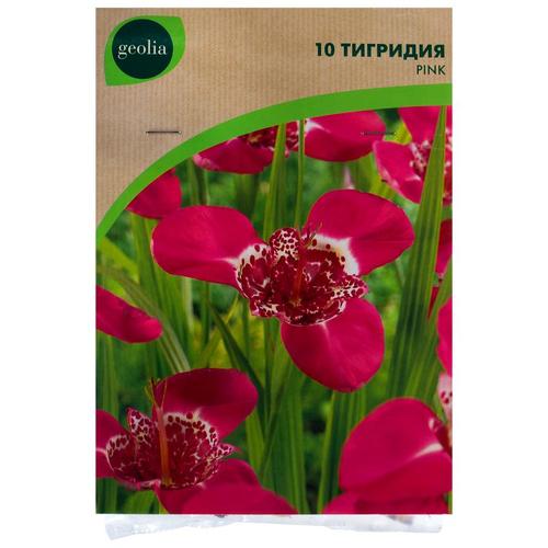 Георгина «Мигнус Алекс»