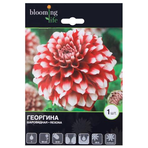 Георгина «Рексона I»