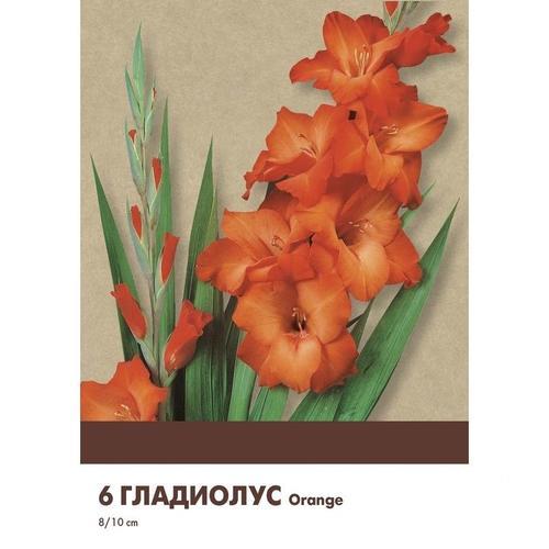 Гладиолус Geolia «Orange», 8х10 см