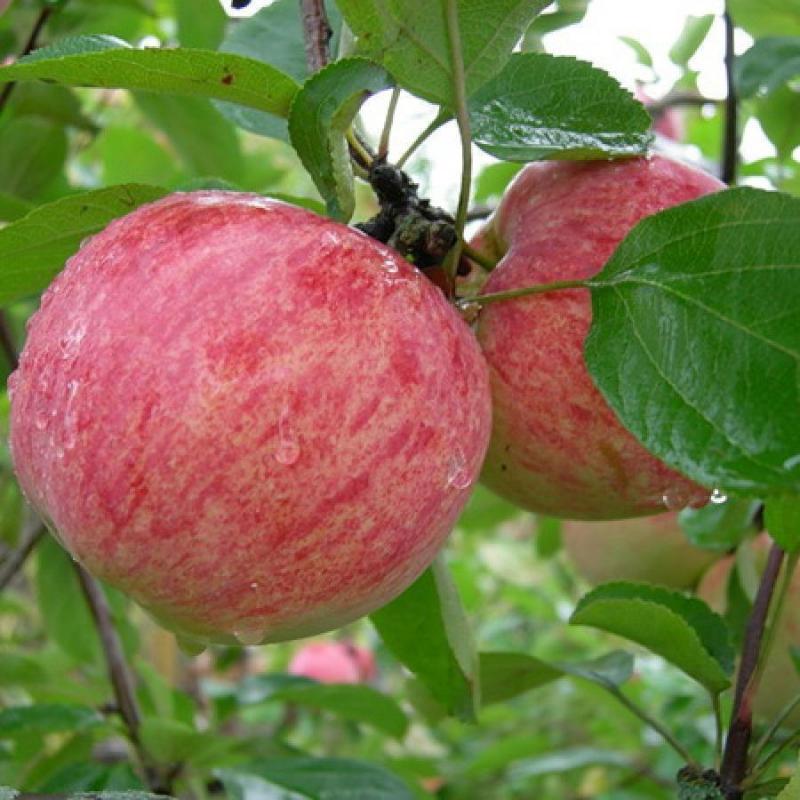 Яблоня Коричное полосатое, 3-5 лет